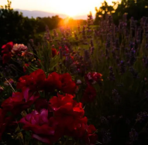 Agriturismo Podere Luisa Montevarchi